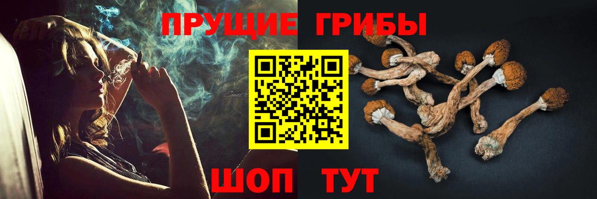 Псилоцибиновые грибы Psilocybine cubensis Печора